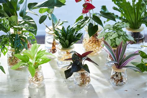 水 根 植物|「水栽培」とは？水があれば簡単に育てられる観葉植。